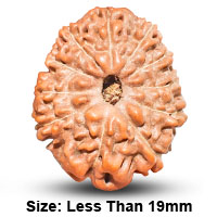 11 Mukhi Rudraksha (Indonesian)